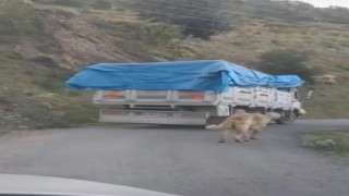 Köpeğini zincirle kamyonuna bağlayıp yolculuk yaptı