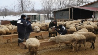 Küçükbaş hayvanlar salgın hastalıklara karşı aşılanıyor