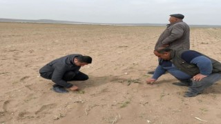 Kuluda kum fırtınası ekili alanlara zarar verdi