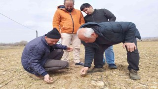 Kütahyada Durusa cinsi buğday sahasında kontroller yapıldı