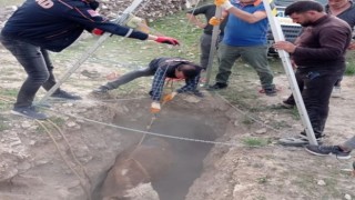 Kuyuya düşen inek, AFAD ekibi tarafından kurtarıldı