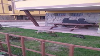 Mahalleyi mesken tutan tilki yiyeceğini kediyle paylaştı