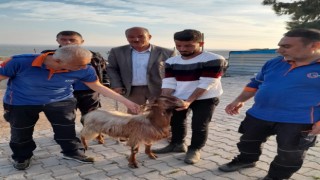 Mahsur kalan keçi uçurumdan kurtarıldı