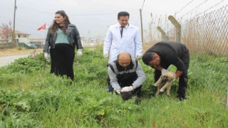 Manisada köpek katliamı: 20ye yakın zehirlendi