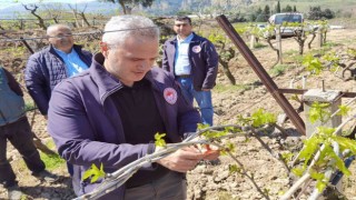 Manisada meyve ağaçlarına tuzaklı koruma