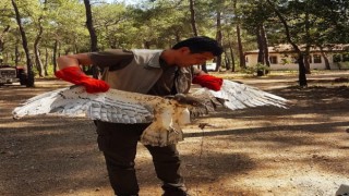 Marmariste Yılan Kartalı doğaya salındı