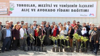 Mersinde 105 üreticiye avokado ve alıç fidanı desteği