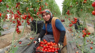 Mersinde örtü altı domates tarlada 16.50 TLden alıcı buluyor
