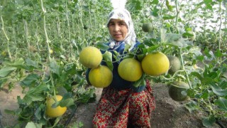 Mersinde örtü altı kavun hasadı başladı