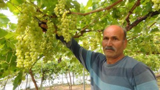 Mersinden Dubai ve Rusyaya üzüm