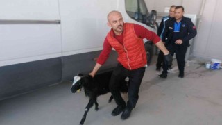Müşteri bekledikleri dükkana 2 keçi gelince şaşkına döndüler