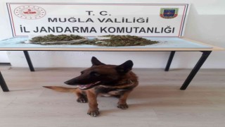 Narkotik köpeği Kont, uyuşturucuya geçit vermedi