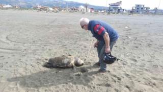 Nesli tehlike altında bulunan 4 yeşil deniz kaplumbağası ölü bulundu