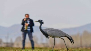 Nesli tükenmekte olan telli turnalar Erciş sahiline geldi