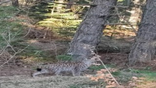 Nesli tükenmekte olan vaşak böyle görüntülendi