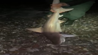 Oltalarına ikinci kez takılan köpekbalığını Gelme bir daha diye bağırarak denize bıraktılar