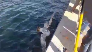 Oltaya takılan martıyı balıkçılar kurtardı
