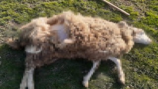 Ormanlık alana bırakılan onlarca köpek koyunu telef etti