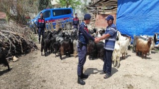 Ormanlık alanda kayboldular, jandarma dronla buldu