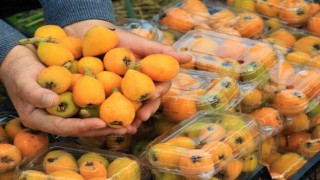 Örtü altında “yenidünya” hasadı başladı... Kilosu 200 TLden satıldı