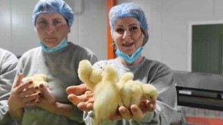 (Özel) Türk civcivi Gürcistandan dünyaya yayılıyor
