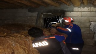 Pencere korkuluklarına sıkışan köpeği AFAD kurtardı