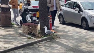 Pendikte kaldırıma yuva yapan martı için ekipler teyakkuza geçti