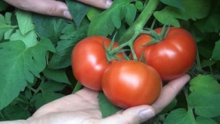 Protokol imzalandı, çiftçilerin ekonomisine can katacak: 10 ülkeye ihracat edilecek