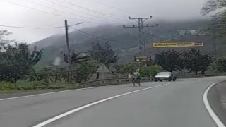 Rizede sahibinden kaçan at karayolunda 4 nala koştu, yolda seyreden araçlar için tehlike oluşturdu