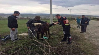 Rögara düşen manda yavrusunu itfaiye ekipleri kurtardı