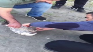 Sahte yeme martı yakalandı