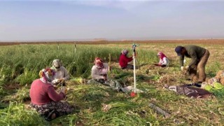 Şanlıurfada sarımsak alternatif ürün oldu