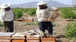 Sertifikalı kursiyerler hibe arı ile üretime başladı