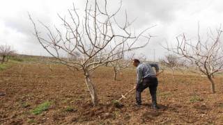 Siirt fıstığında yüksek verim beklentisi