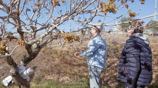 Siirtte fıstık bahçelerinde tozlayıcı uyumu kontrolleri başladı