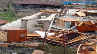 Sinopta ayılar, evin terasındaki arı kovanlarını parçaladı