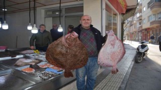 Sinopta balıkçıların ağlarına dev kalkan balıkları takıldı