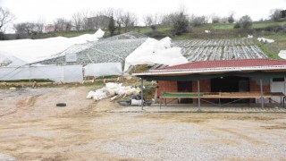 Sinopta şiddetli fırtınada çilek serası yıkıldı