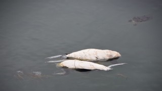 Sinoptaki kara gerdanlı dalgıç kuşu ölümleri