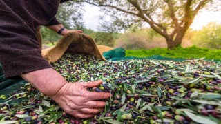 Sofralık zeytin ihracatı 100 bin tona koşuyor