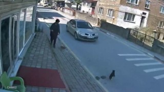 Sokak kedisine çarpıp kaçan sürücüye 2 bin TL ceza