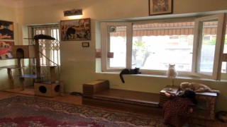Tahranda canlı kedi müzesi büyük ilgi görüyor