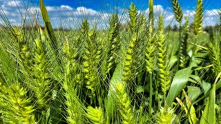 Tarsusta belediye arazilerinde kunduru buğdayı yetiştiriliyor