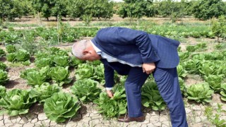 Tarsusta üreticiye dağıtılan marulların hasat zamanı geldi