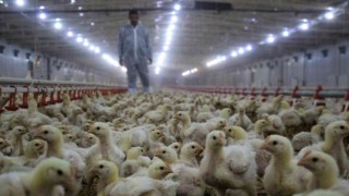 Tavuk eti üretimi şubatta yüzde 9,7 azaldı