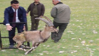 Tedavisi biten yaralı dağ keçisi, Adıyamanda doğaya bırakıldı