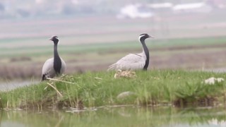 Telli turna çifti, Amasyada aynı yerde yuva yaptı