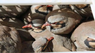 Tuncelide doğaya 200 kınalı keklik salındı