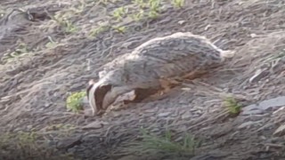 Tuncelide IUCN kırmızı listesinde yer alan porsuk görüntülendi