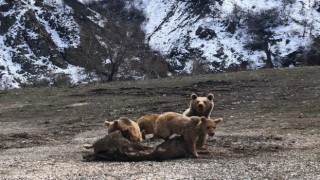 Tuncelide şamua ve ayılar fotoğraflandı